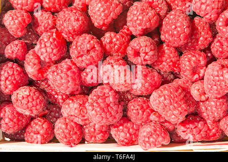 Haufen von Himbeeren in Feld Stockfoto