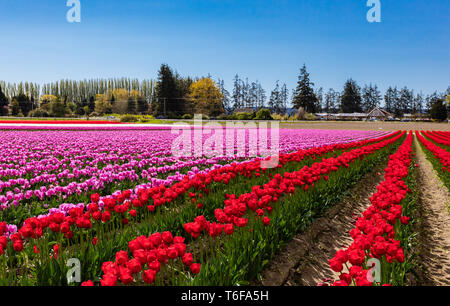 Tulpenfeld mit blauem Himmel in Skagit Valley Washington Stockfoto