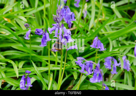 Biene schwebt über Bluebells Stockfoto