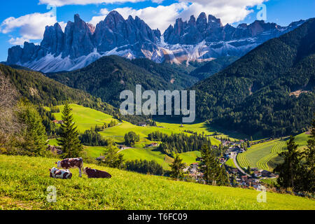 Bauernhof Kühe im Gras ruhen Stockfoto