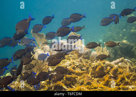 Schule der Blue tang Fisch Stockfoto