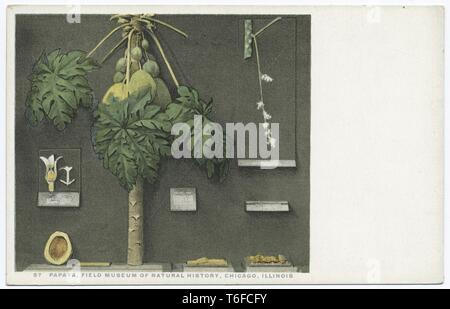 Detroit Publishing Company Ansichtskarte Reproduktion der Papaya im Field Museum of Natural History in Chicago, Illinois, 1914. Von der New York Public Library. () Stockfoto