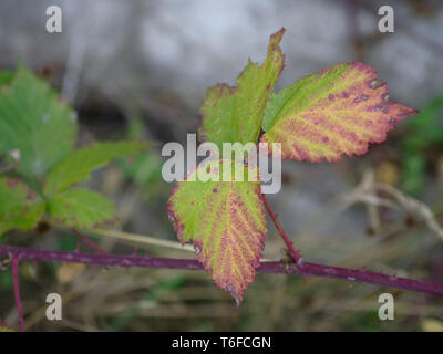 Rötlich-violett gefärbten Blätter auf einem Zweig mit Dornen Stockfoto