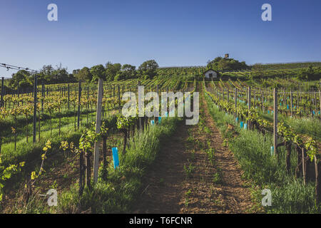 Blick über Weinberge in Nussdorf Stockfoto