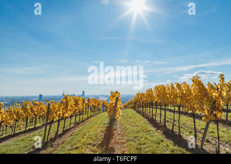 Herbstliche Blick auf Weinberg in Wien (Österreich) Stockfoto