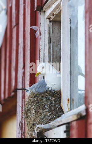 Schwarzen Beinen an einem Haus Fenster dreizehenmöwe Nesting Stockfoto