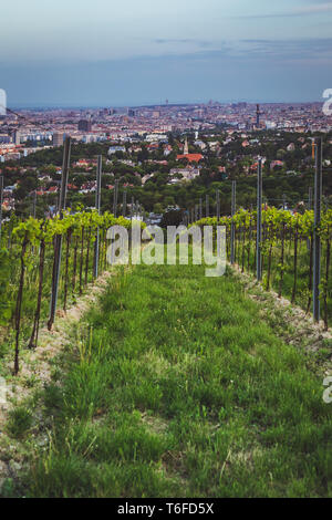 Blick über Wien aus den Weinbergen in Nussdorf Stockfoto