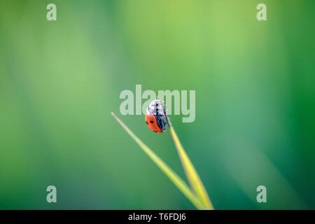 Marienkäfer kriechen auf die Stengel von Gras. Schöner grüner Hintergrund mit geringer Tiefenschärfe. Detaillierte Makroaufnahme. Stockfoto