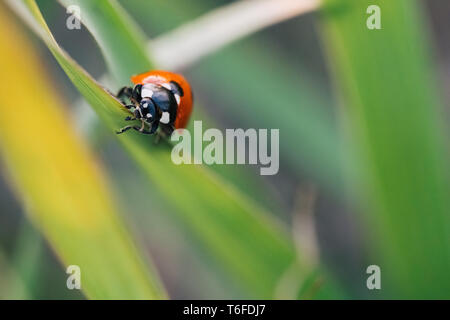 Marienkäfer kriechen auf die Stengel von Gras. Schöner grüner Hintergrund mit geringer Tiefenschärfe. Detaillierte Makroaufnahme. Stockfoto