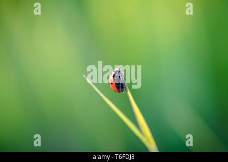 Marienkäfer kriechen auf die Stengel von Gras. Schöner grüner Hintergrund mit geringer Tiefenschärfe. Detaillierte Makroaufnahme. Stockfoto