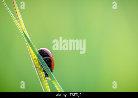 Marienkäfer kriechen auf die Stengel von Gras. Schöner grüner Hintergrund mit geringer Tiefenschärfe. Detaillierte Makroaufnahme. Stockfoto