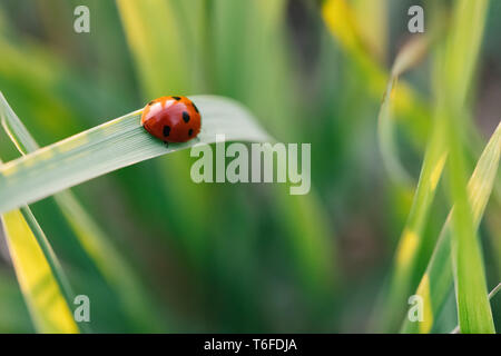 Marienkäfer kriechen auf die Stengel von Gras. Schöner grüner Hintergrund mit geringer Tiefenschärfe. Detaillierte Makroaufnahme. Stockfoto