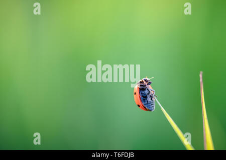 Marienkäfer kriechen auf die Stengel von Gras. Schöner grüner Hintergrund mit geringer Tiefenschärfe. Detaillierte Makroaufnahme. Stockfoto