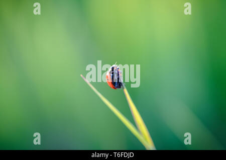 Marienkäfer kriechen auf die Stengel von Gras. Schöner grüner Hintergrund mit geringer Tiefenschärfe. Detaillierte Makroaufnahme. Stockfoto