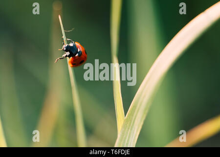 Marienkäfer kriechen auf die Stengel von Gras. Schöner grüner Hintergrund mit geringer Tiefenschärfe. Detaillierte Makroaufnahme. Stockfoto