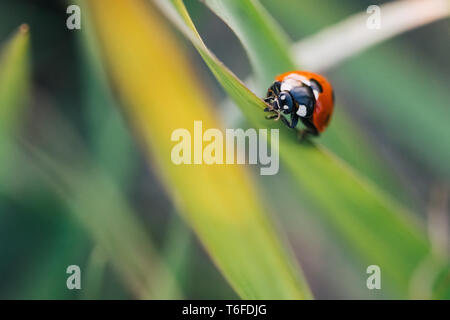 Marienkäfer kriechen auf die Stengel von Gras. Schöner grüner Hintergrund mit geringer Tiefenschärfe. Detaillierte Makroaufnahme. Stockfoto