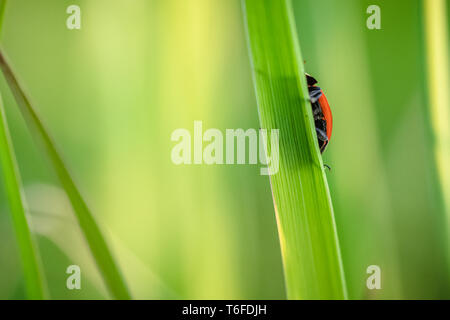 Marienkäfer kriechen auf die Stengel von Gras. Schöner grüner Hintergrund mit geringer Tiefenschärfe. Detaillierte Makroaufnahme. Stockfoto