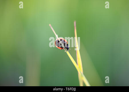 Marienkäfer kriechen auf die Stengel von Gras. Schöner grüner Hintergrund mit geringer Tiefenschärfe. Detaillierte Makroaufnahme. Stockfoto