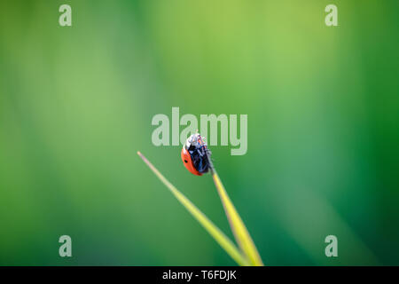 Marienkäfer kriechen auf die Stengel von Gras. Schöner grüner Hintergrund mit geringer Tiefenschärfe. Detaillierte Makroaufnahme. Stockfoto