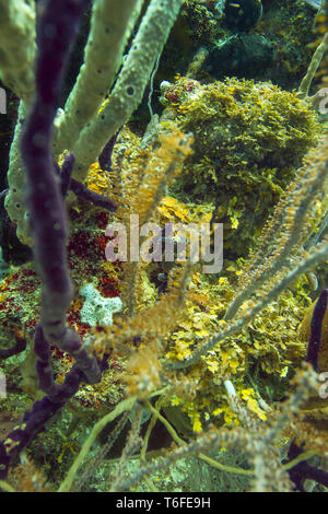 Longsnout seahorse in Coral Stockfoto