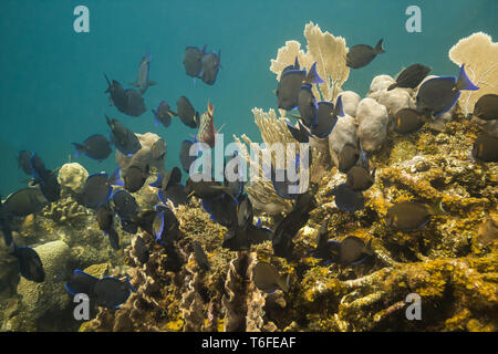 Große Schule von Blue tang Fisch Stockfoto