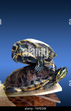 Rot-eared slider Stockfoto