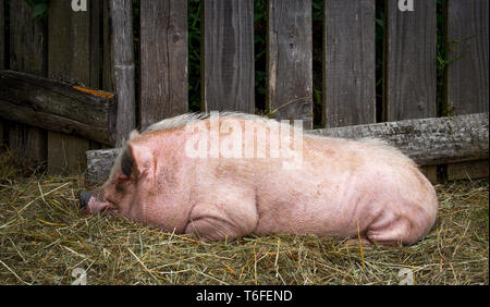 Nahaufnahme eines Schweins Stockfoto