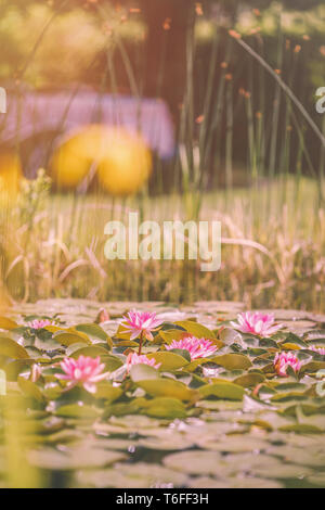 Seerosen schwimmen auf Teich an einem sonnigen Nachmittag Stockfoto