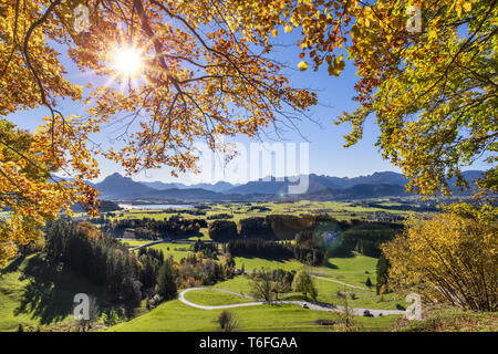 Herbst im Wald mit Buchen und Sonnenstrahlen Stockfoto