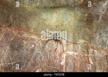 Huntsman Spider im berühmten Nam Talu Höhle Stockfoto