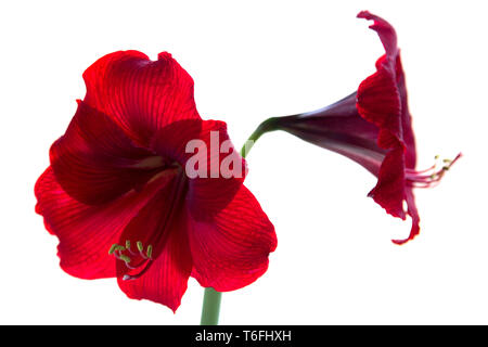 Amaryllis Rot auf weißem Hintergrund closeup isoliert Stockfoto