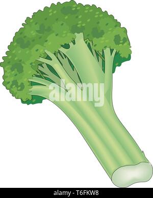 Brokkoli Vector Illustration Stock Vektor