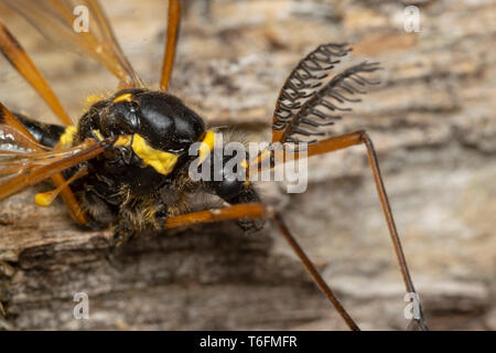 Cranefly, wasp Mimikry männlich (lat. Crustacea flaveolata) Stockfoto