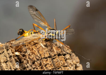 Cranefly, wasp Mimikry männlich (lat. Crustacea flaveolata) Stockfoto