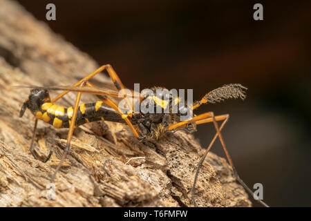 Cranefly, wasp Mimikry männlich (lat. Crustacea flaveolata) Stockfoto