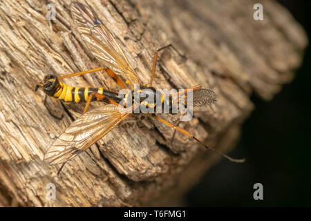 Cranefly, wasp Mimikry männlich (lat. Crustacea flaveolata) Stockfoto