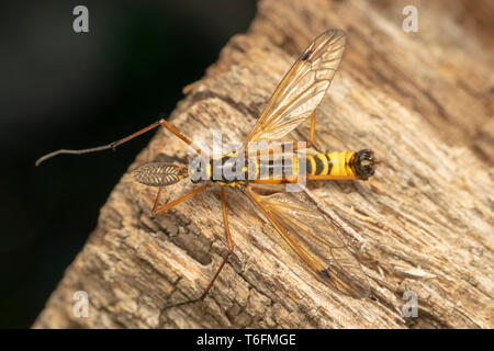 Cranefly, wasp Mimikry männlich (lat. Crustacea flaveolata) Stockfoto