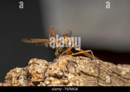 Cranefly, wasp Mimikry männlich (lat. Crustacea flaveolata) Stockfoto