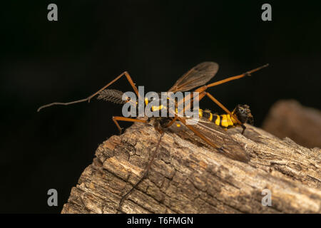 Cranefly, wasp Mimikry männlich (lat. Crustacea flaveolata) Stockfoto