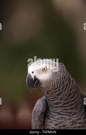 Pet-Graupapagei Psittacus erithacus Stockfoto