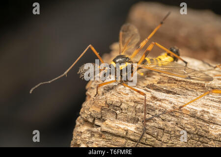 Cranefly, wasp Mimikry männlich (lat. Crustacea flaveolata) Stockfoto