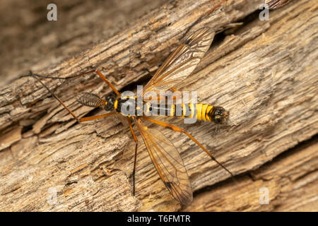 Cranefly, wasp Mimikry männlich (lat. Crustacea flaveolata) Stockfoto