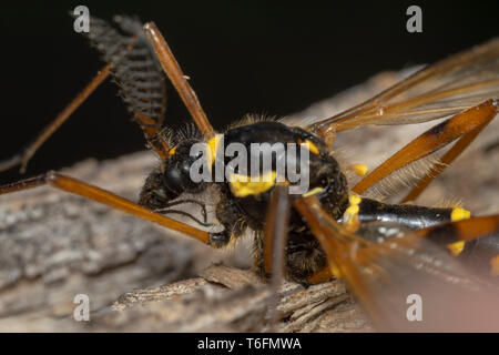 Cranefly, wasp Mimikry männlich (lat. Crustacea flaveolata) Stockfoto