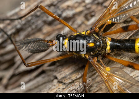 Cranefly, wasp Mimikry männlich (lat. Crustacea flaveolata) Stockfoto