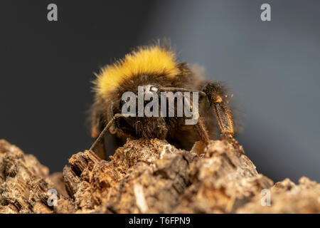 Buff-tailed Hummel oder große Erde bumblebee (lat. Bombus terrestris) Stockfoto