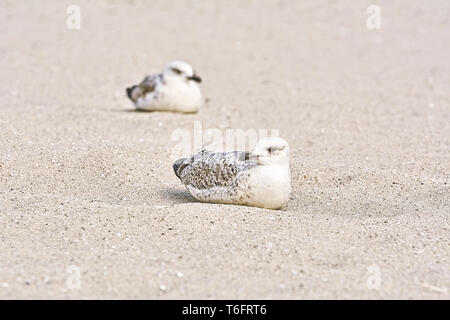 Möwen Birdlings auf dem Sand Stockfoto