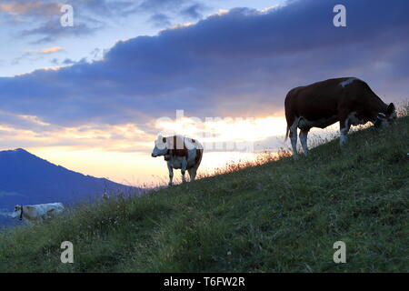 Einige Kühe am Abend Stockfoto