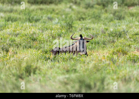 Blue Wildebeest in der Kalahari, Südafrika Stockfoto