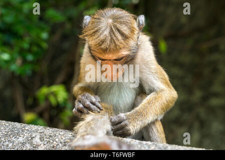 Affen in Dambulla, in der Nähe der berühmten höhlentempel Stockfoto