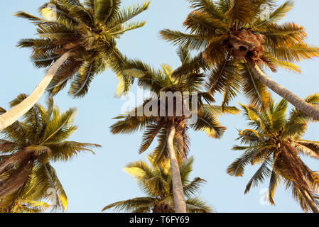 Üppige Palmen von unten mit sanften Tönen. Zu Kokospalmen. Reisen Lifestyle/Tropical holiday Konzept. Chacahua, Mexiko. Apr 2019 Stockfoto